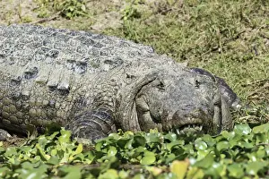 Eye Contact Prints: Mugger crocodile (Crocodylus palustris) (Marsh Crocodile) on a riverbank