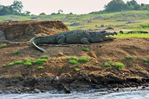 Lanka Prints: Mugger crocodile (Crocodylus palustris) by the Senanayake Samudraya Lake