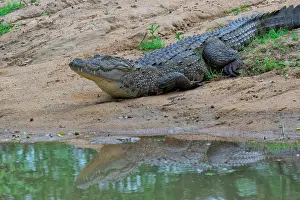 Wetlands Prints: Mugger crocodile rests on a riverbank near water in Sri Lanka showcasing its habitat and characteristics during daytime