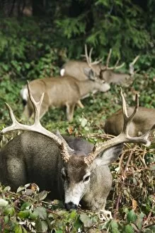 Mule buck deer with an impres s ive s et of antlers