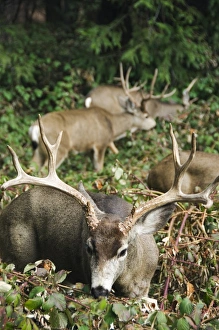 Images Dated 21st January 2000: Mule buck deer with an impressive set of antlers