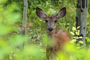Animal Behavior Prints: Mule Deer Doe (Odocoileus hemionus) in the summer forest