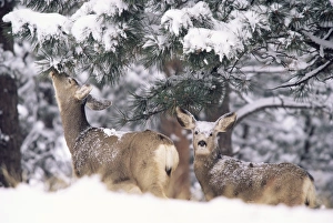 Fawn Prints: Mule deer mother and fawn in snow