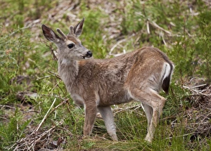 Sierra Nevada Prints: Mule deer (Odocoileus hemionus), Mariposa Grove, Southern Yosemite, Yosemite National Park
