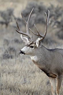 Images Dated 10th December 2010: Mule deer (Odocoileus hemionus) buck, Heron Lake State Park, New Mexico