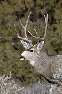 Images Dated 10th December 2010: Mule deer (Odocoileus hemionus) buck, Heron Lake State Park, New Mexico, United States of America