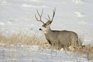 Mule deer (Odocoileus hemionus) buck in snow, Roxborough State Park, Colorado