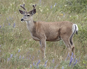 Albert A Prints: Mule deer (Odocoileus hemionus) buck in the summer