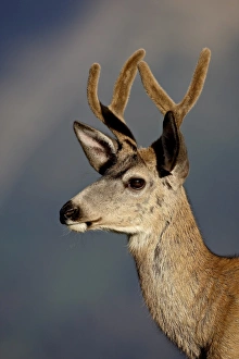 Images Dated 14th August 2008: Mule deer (Odocoileus hemionus) buck in velvet, Glacier National Park, Montana