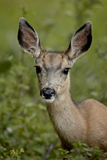 Ears Prints: Mule Deer (Odocoileus hemionus) doe, Waterton Lakes National Park, Alberta