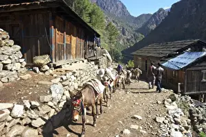 Stone Wall Prints: Mule train between Phakding and Namche
