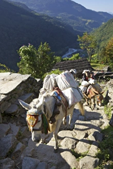 Mule Prints: Mule train on trek from Ghandruk to Nayapul, Annapurna Sanctuary Region, Nepal, Asia