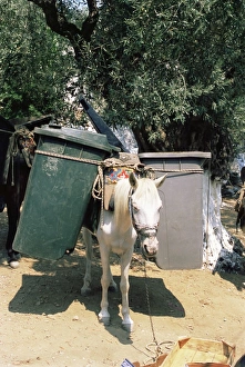 Mule used for collecting rubbish