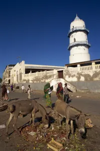 Scavenging Prints: Mules eating discarded vegetables in street, Djibouti, Africa