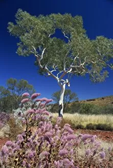 Images Dated 14th February 2008: Mulla mulla wildflowers and eucalyptus tree, Karijini National Park, Pilbara