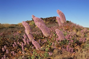 Mulla mulla wildflowers, road to Tom Price, Pilbara, Western Australia