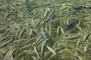 Fishes Prints: Many mullet and trevally during fish feeding at Neds Beach