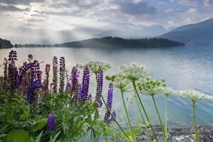 Moody Sky Gallery: The multi coloured lupins frame the calm water of Lake Sils at dawn, Maloja, canton of Graubunden