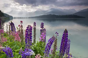 The multi coloured lupins frame the calm water of Lake Sils at dawn, Maloja, canton of Graubunden