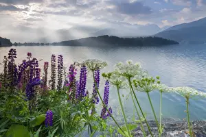 Wild Flower Prints: The multi coloured lupins frame the calm water of Lake Sils at dawn