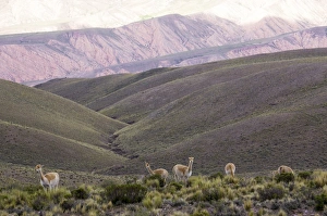 Multi coloured mountains and alpacas, Humahuaca, province of Jujuy, Argentina, South