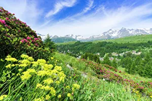 Valtellina Prints: Multicolored flowers in summer