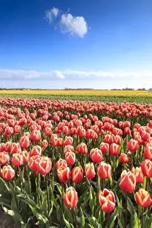 The Netherlands Prints: Multicolored tulips in the fields of Oude-Tonge during spring bloom