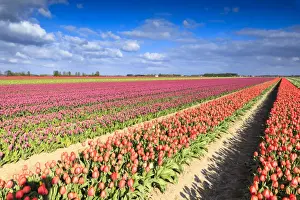 Multicolored tulips in the fields of Oude-Tonge during spring bloom, Oude-Tonge, Goeree-Overflakkee