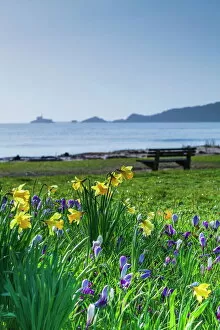 Bench Collection: Mumbles, Swansea, Wales, United Kingdom, Europe