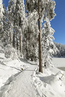 Black Forest Prints: Mummelsee Lake in winter, Black Forest, Baden Wurttemberg, Germany, Europe