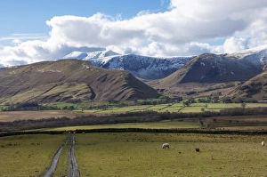 Ovis Aries Prints: Mungrisedale Valley below Saddleback [Blencathra], Lake District National Park, Cumbria