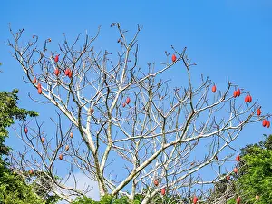 Amazon Prints: Munguba, Pseudobombax munguba, a kapok tree within the Pacaya Samiria Preserve, Peru