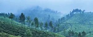 Typically Indian Prints: Munnar, Western Ghats Mountains, Kerala, India, Asia