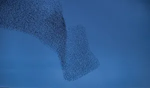Spread Wings Prints: Murmuration of Starlings at dusk, Cumbrian Coast, Cumbria, England, United Kingdom, Europe