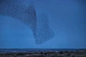 Spread Wings Prints: Murmuration of Starlings at dusk