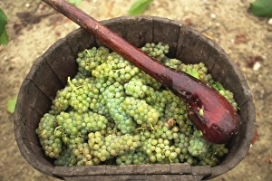 Loire Prints: Muscadet grapes, Western Loire, France, Europe