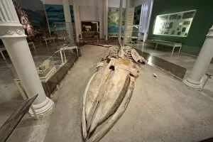 Images Dated 5th November 2010: Museum of Natural Science, Karlsruhe, Baden-Wurttemberg, Germany, Europe