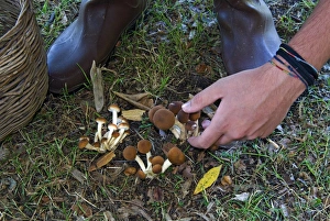 Harvesting Prints: Mushroom collecting, (Agrocybe aegerita), Italy, Europe