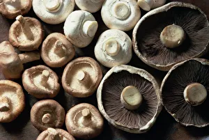 Studio Shot Prints: Mushrooms
