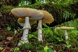 Natural Setting Prints: Mushrooms growing in the Tongass National Forest in southeast Alaska