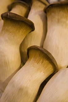 Images Dated 26th June 2007: Mushrooms for sale