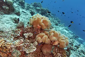 Maldives Prints: Mushroon Leather Coral (Sarcophyton species)