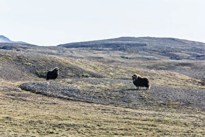 Bull Prints: Muskox bull (Ovibos moschatus)