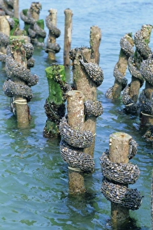 South Coast Prints: Mussel farming, south coast of the Ile de Noirmoutier, Island of Noirmoutier