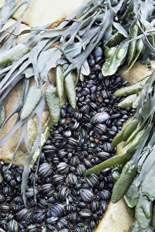 Mollusc Prints: Mussels and seaweed on the tidal seashore