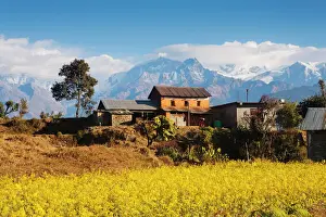 Nepal Prints: Mustard fields with the Annapurna Range of the Himalayas in the background