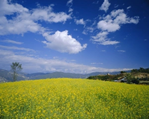 Mustard fields in winter near Nagarkot