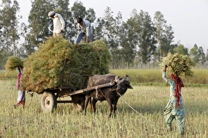 Cart Prints: Mustard plant harvest, Haridwar, Uttarakhand, India, Asia