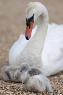 Images Dated 19th June 2009: Mute swan with cygnets (Cygnus olor), Abbotsbury Swannery, Dorset, England