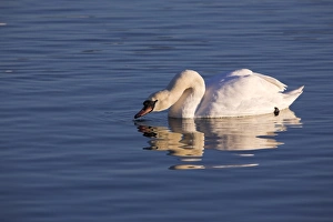 One Bird Only Prints: Mute swan, Cygnus olor
